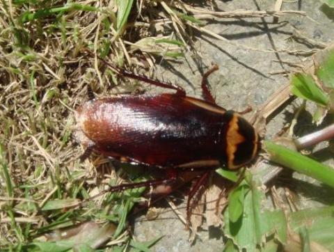 Australian Cockroaches, Pests in Tennessee - Pest  