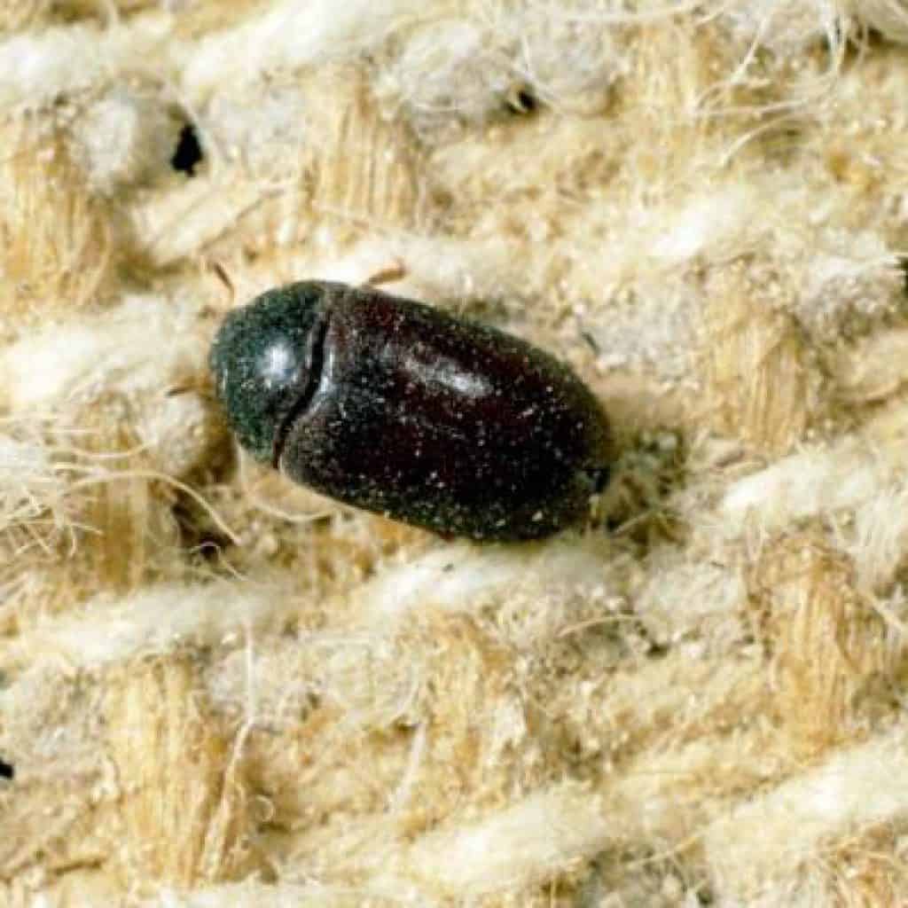 Black Carpet Beetles Pest Identifier U S Pest Protection