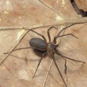 brown recluse spider 1- US Pest Protection Nashville TN