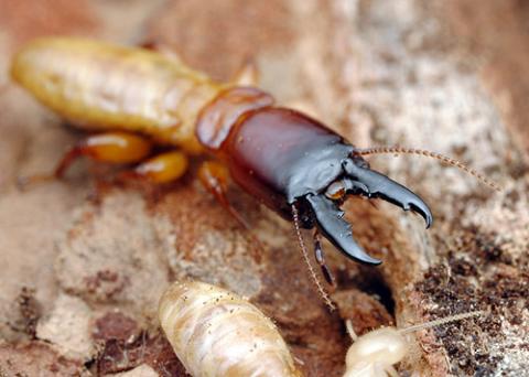 damp wood termite - US Pest Protection Nashville TN