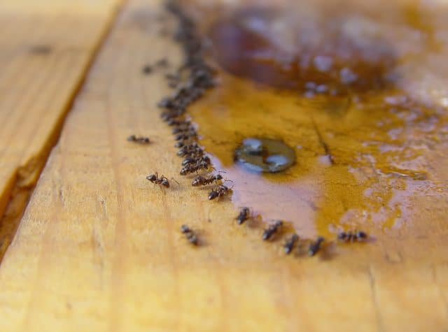 Black ants on a wooden picnic table.