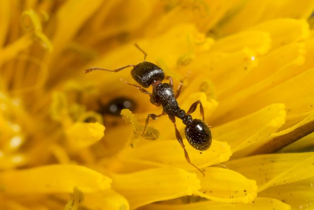Close-up of an ant on a yellow flower.