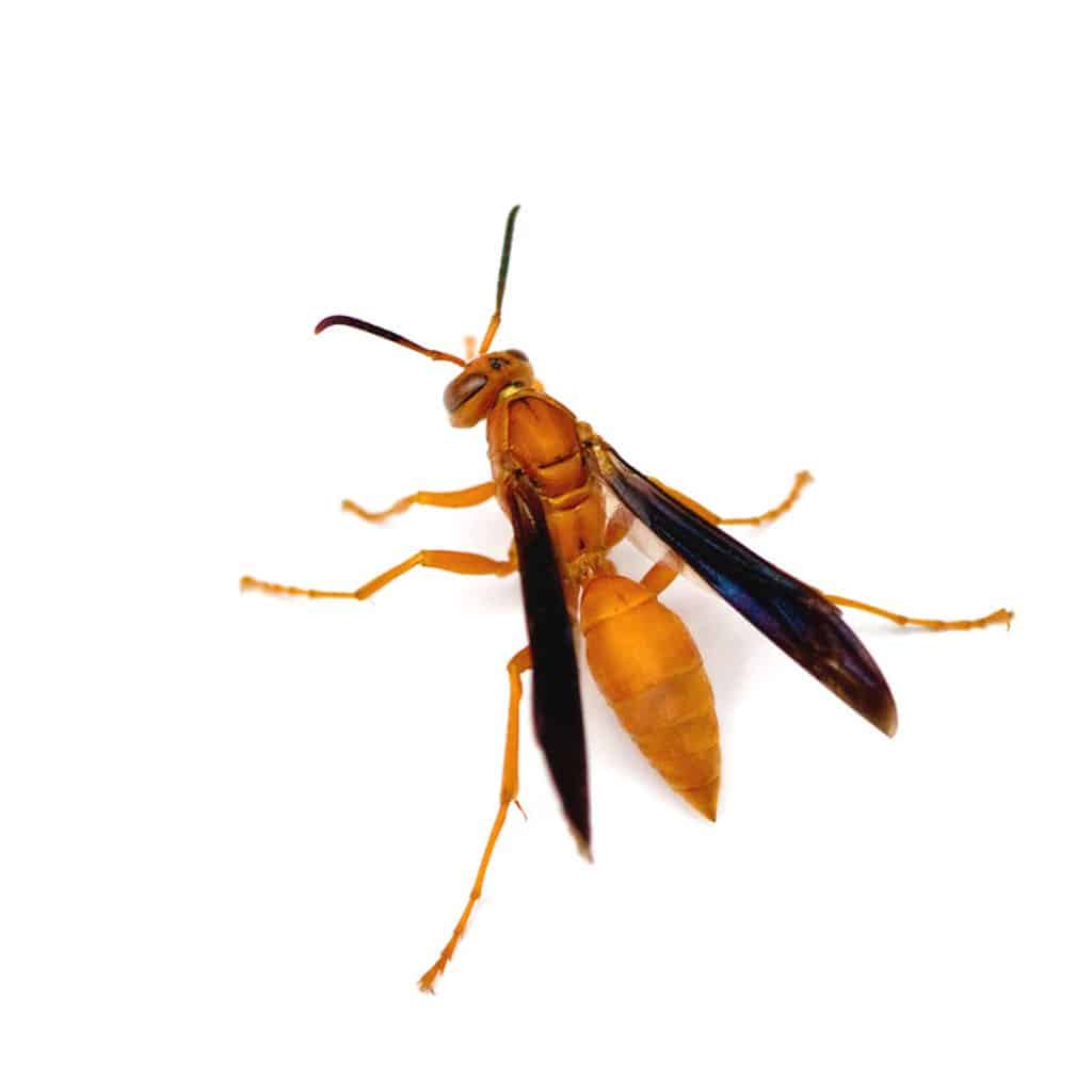 wasps attract pest identifier pests