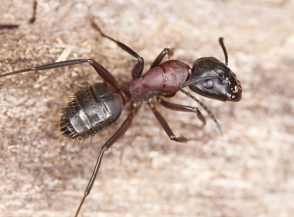 carpenter-ants-pests-in-tennessee-pest-identifier-u-s-pest-protection