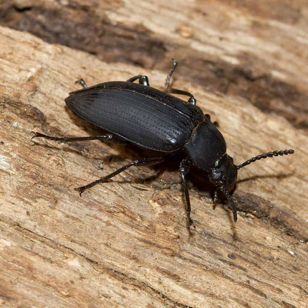 Black Beetles Pest Identifier U S Pest Protection