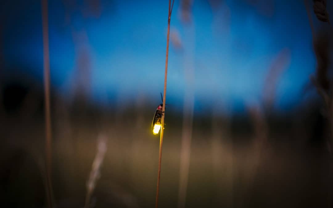 How You Can Make Money By Catching Fireflies