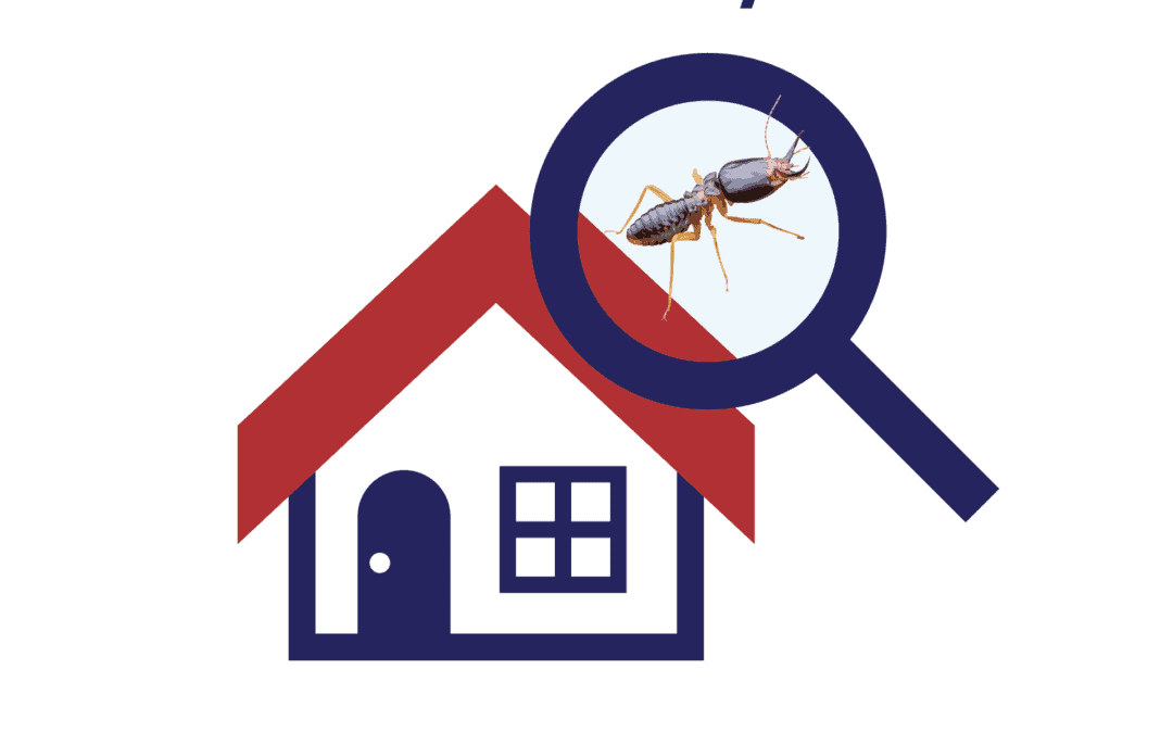 How To Choose The Best Termite Control Company