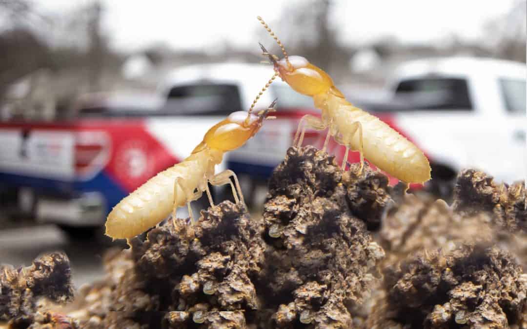 How to choose the best termite control company