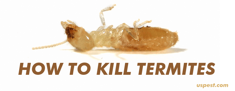 usp-blog-image-kill-termites.png