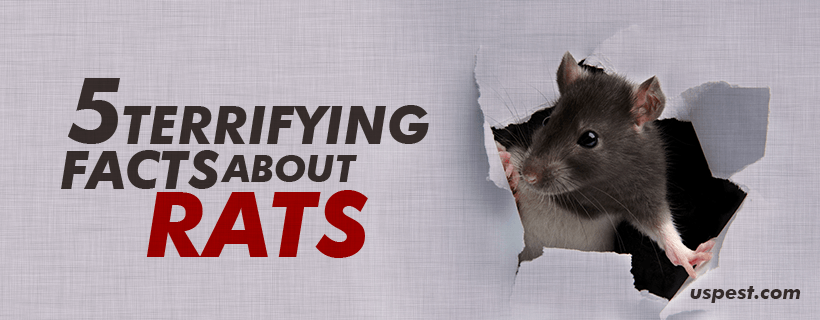 5 Terrifying Facts About Rats | US Pest