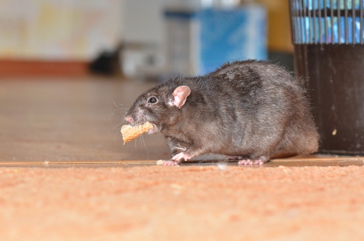 a rat with dropped food in its mouth
