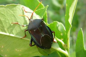 Assassin Bug