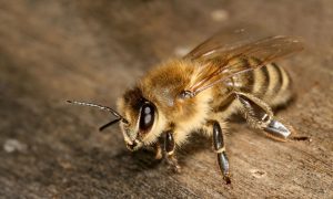 Africanized Honey Bee