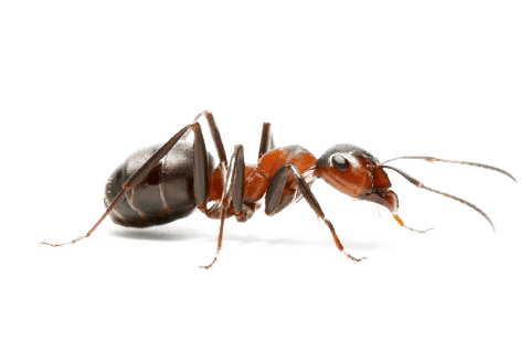 Tennessee Insects and Bugs - Pest Identifier - U.S. Pest Protection