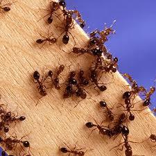 A swarm of ants on a piece of wood.