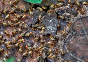 Colony of termites