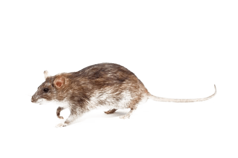 Rodents - Pest Identifier - U.S. Pest Control & Protection Nashville, TN