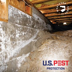 A crawl space with mold and fungus.