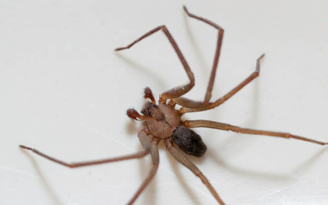 7 creepy facts about brown recluse spiders