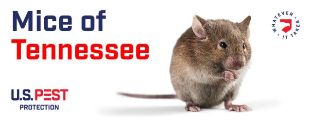 "Mice of Tennessee."