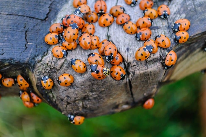 Ladybug Infestations In Tennessee