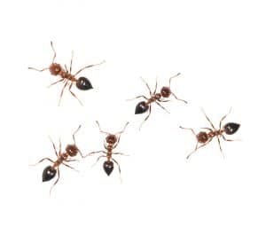 us-pest-acrobat-ants