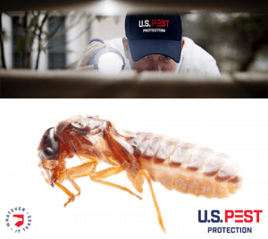 us-pest-annual-termite-inspection