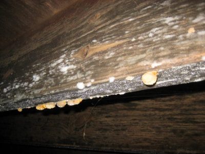 Fungus growing in a crawl space of a home.