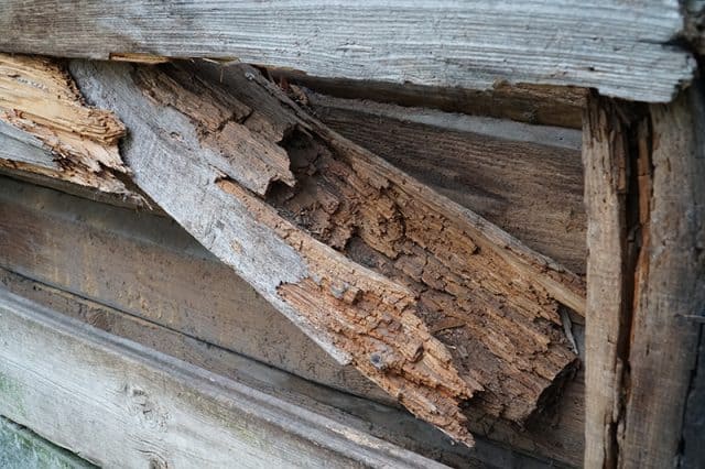Wood damaged by termites.