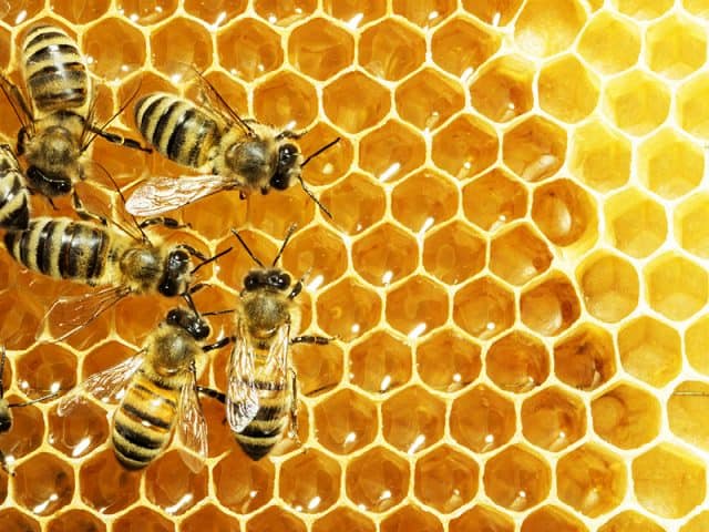 Close-up of honey bees on honeycomb.