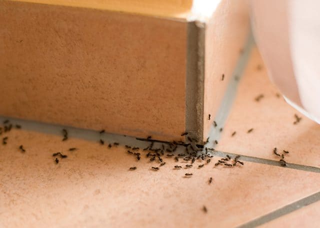 A swarm of odorous house ants coming out of a corner.