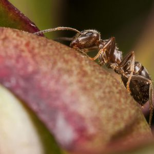 us-pest-pharoah-ant
