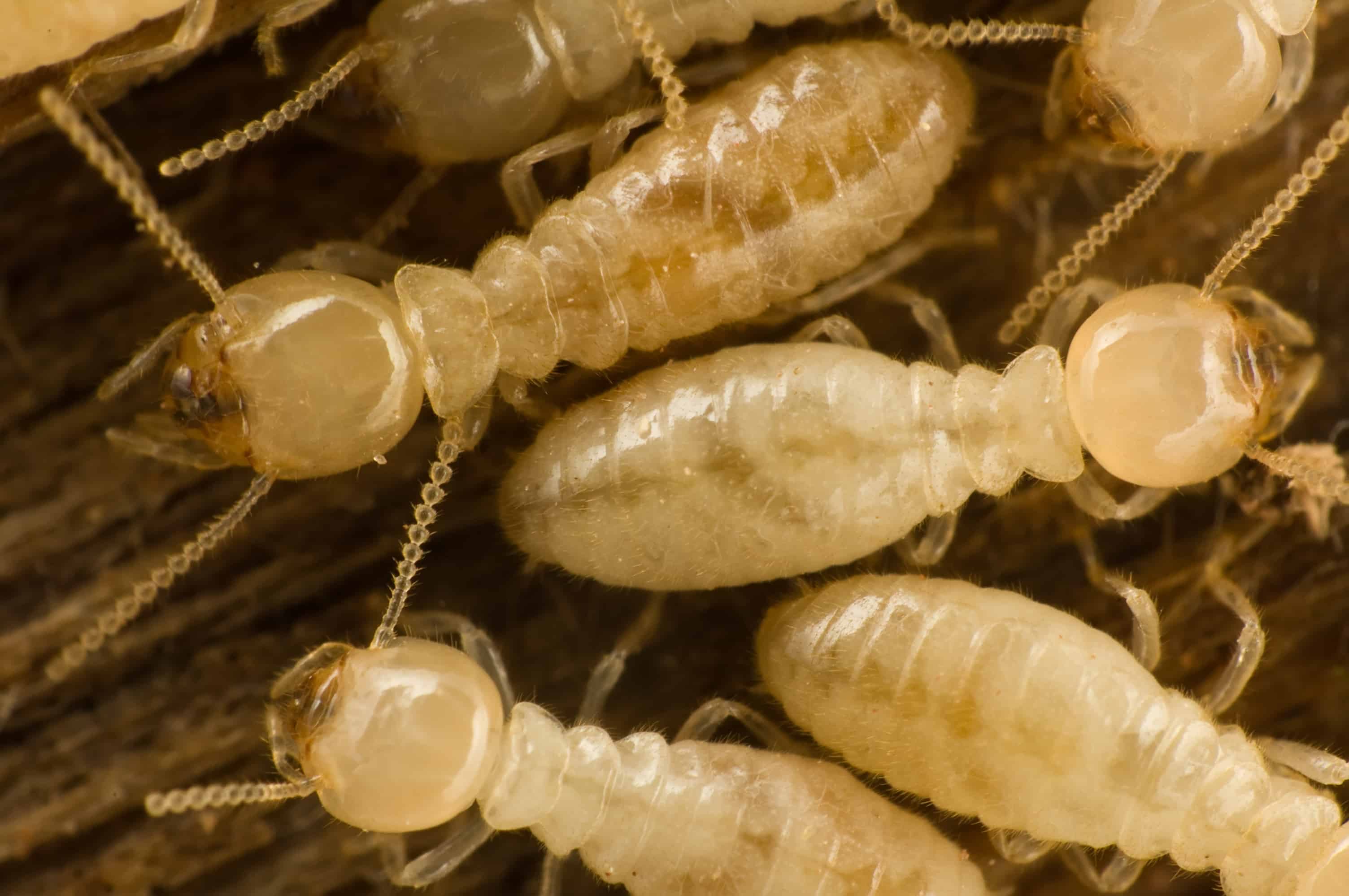 Close-up of a subterranean termite workers.