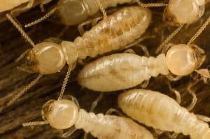 Close-up of a subterranean termite workers. 