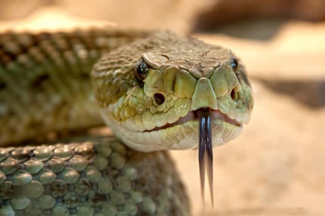 Close-up of a rattlesnake.