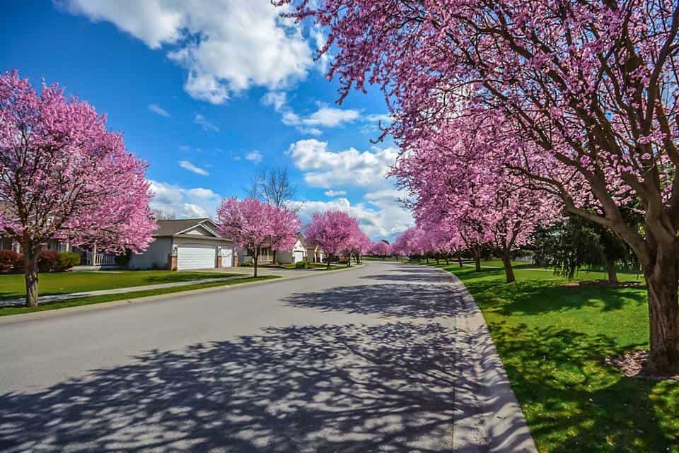 A neighborhood street lined with cherry blossom trees.
