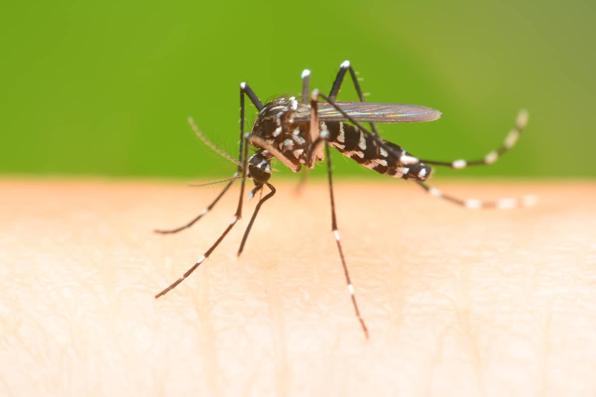 Close-up of a mosquito biting skin.