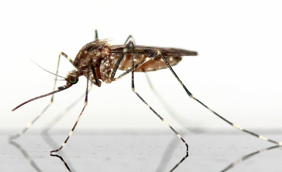 What Types of Mosquitoes are There in Tennessee?