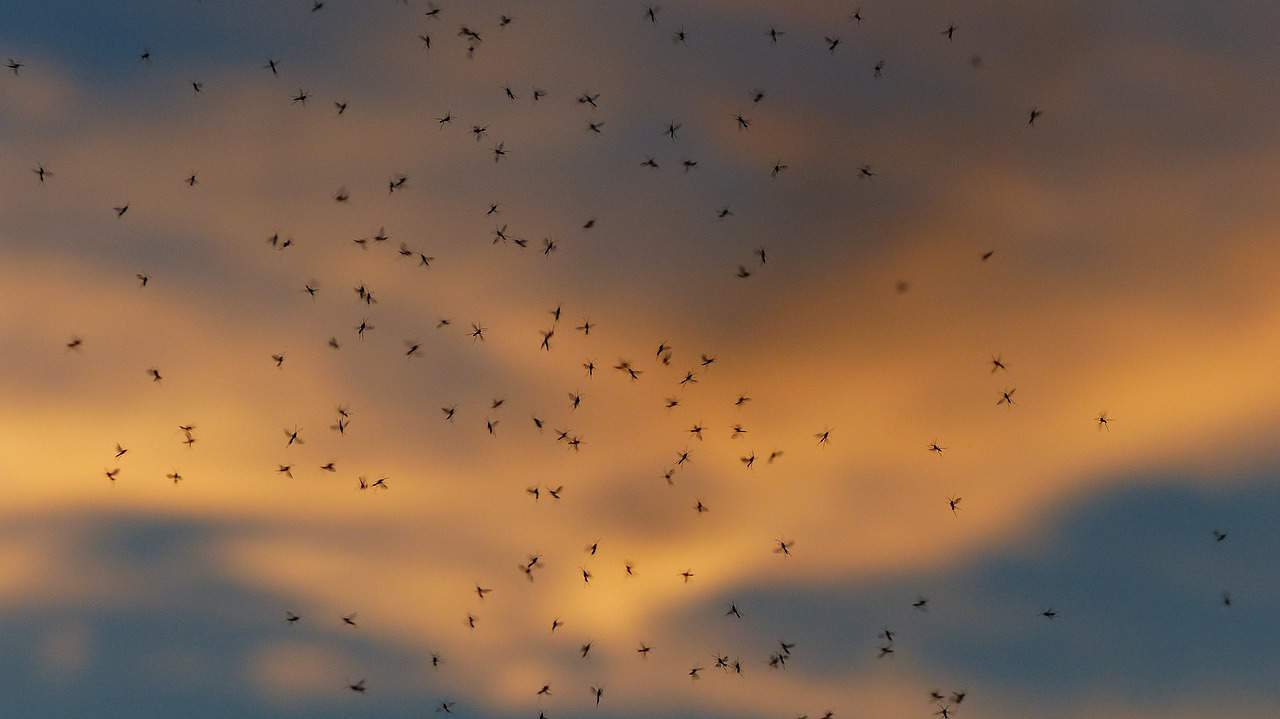 Swarm of mosquitoes in the sky.