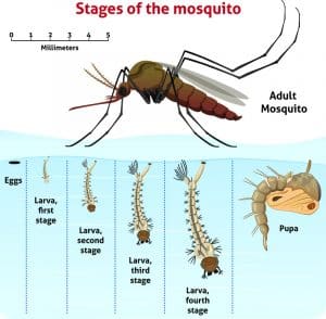 Mosquito Control - Mosquitoes & Treatment Service - U.S. Pest Protection