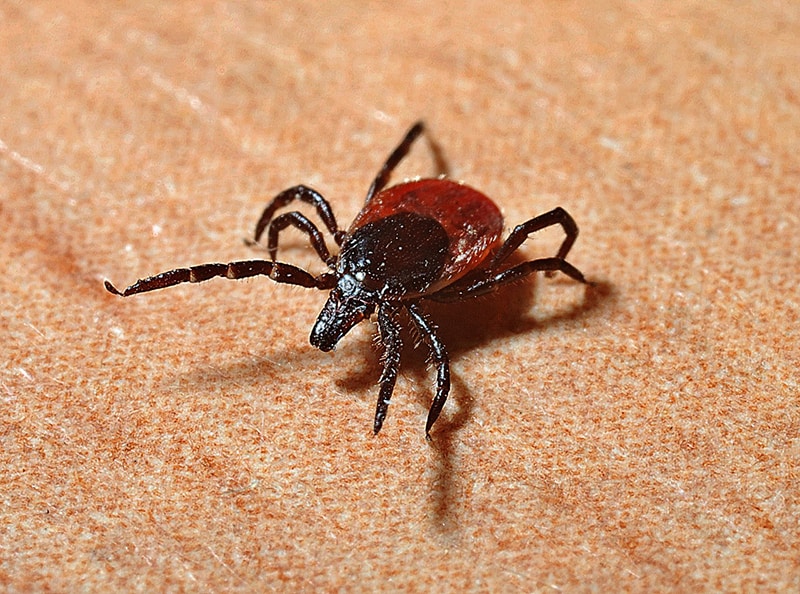 Close-up of a tick on skin.