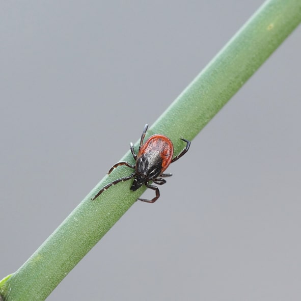 A black legged tick on a blade of grass.