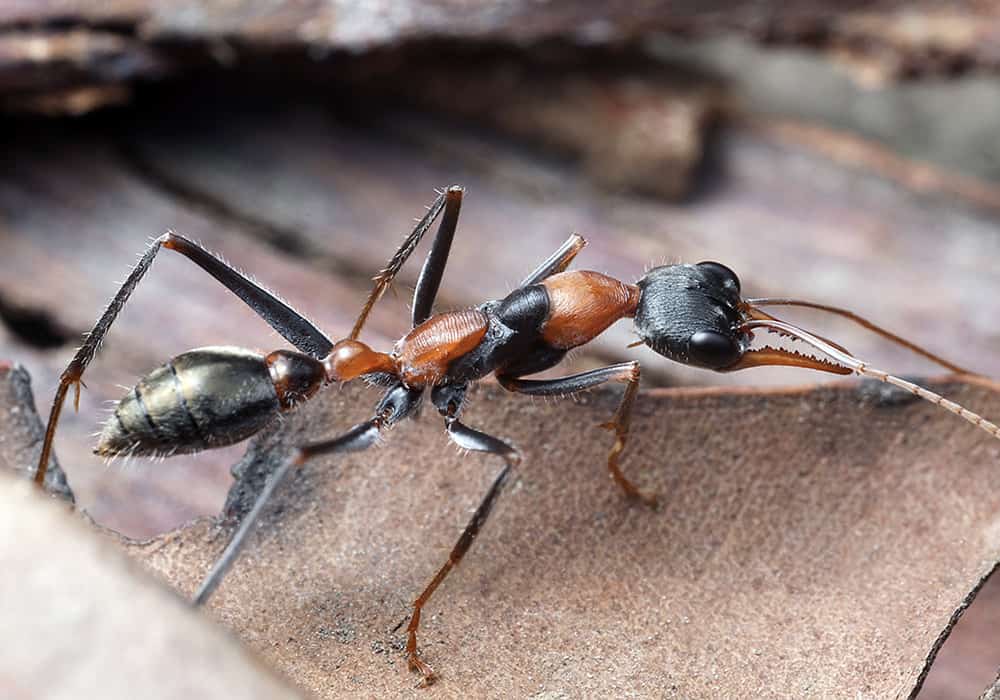 Close-up of an Australian Bulldog ant.