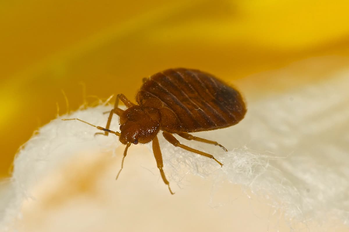 Close-up of a bed bug on skin.