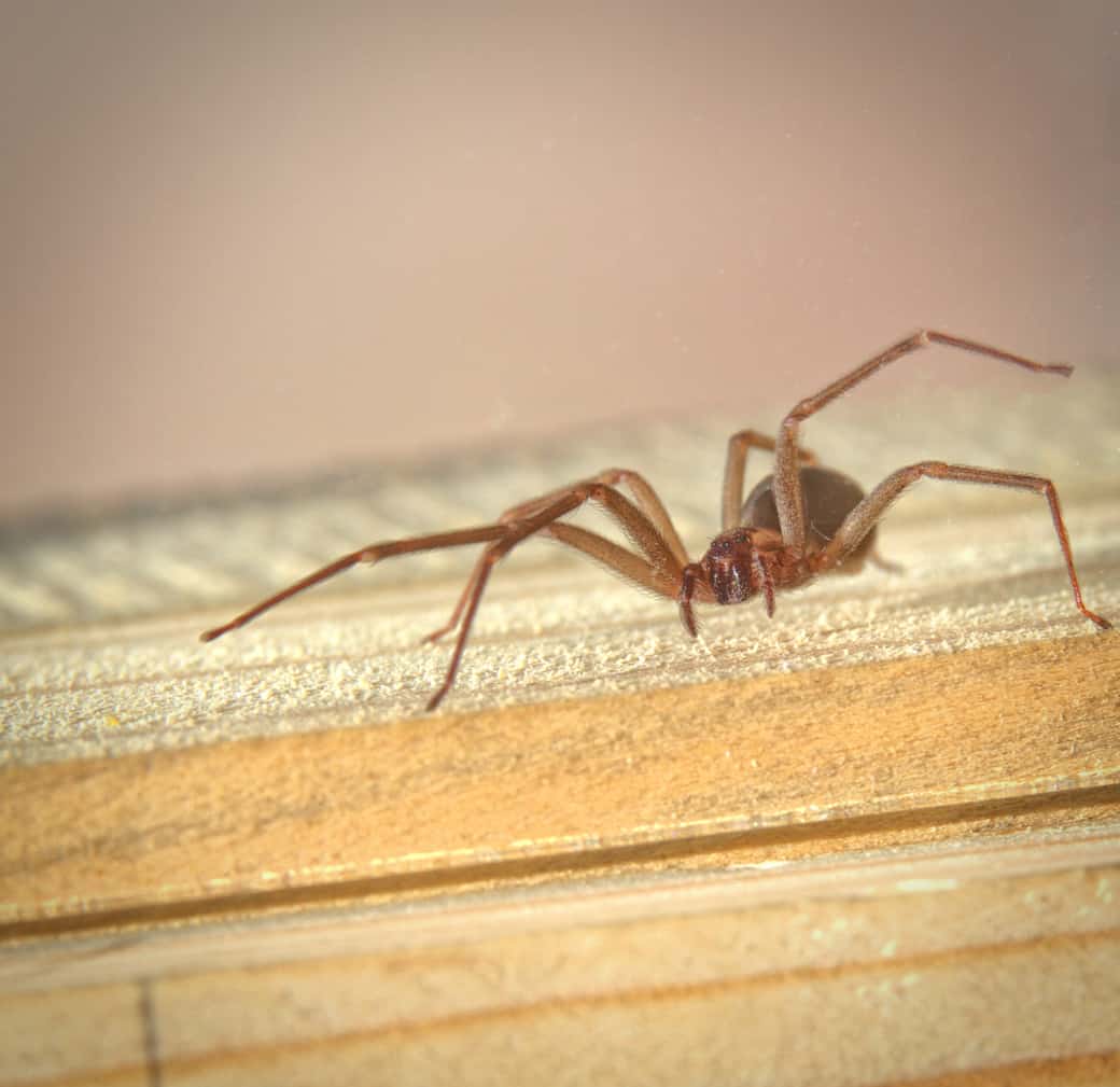 Close-up of a brown recluse spider.