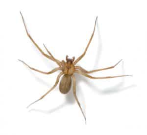 What happens when bitten by a brown recluse spider?