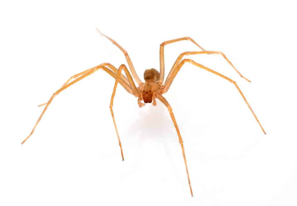 Brown Recluse Spider Myths
