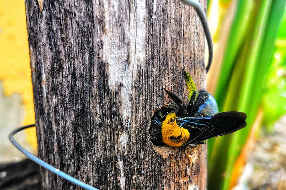 A carpenter bee drilling a hole in a wooden post.