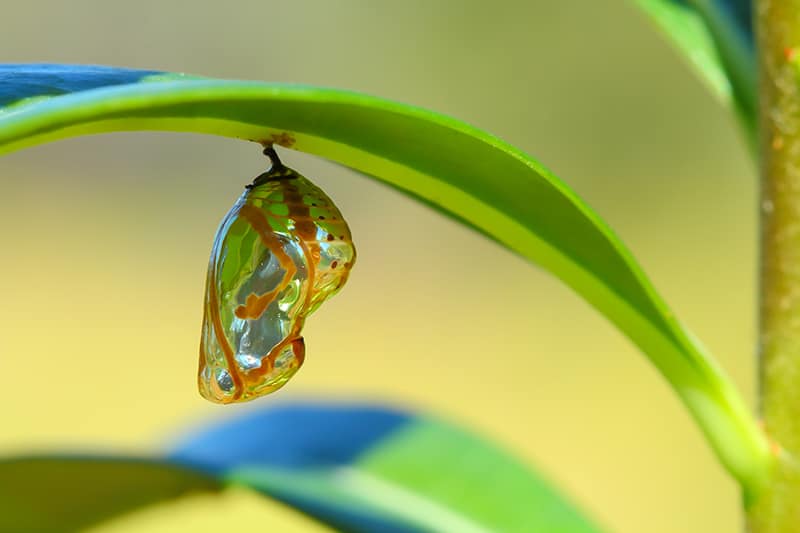 A butterfly chrysalis hanging from a leaf.