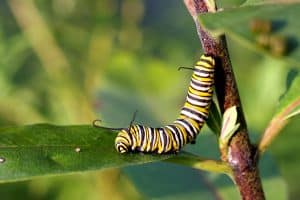 monarch-caterpillar